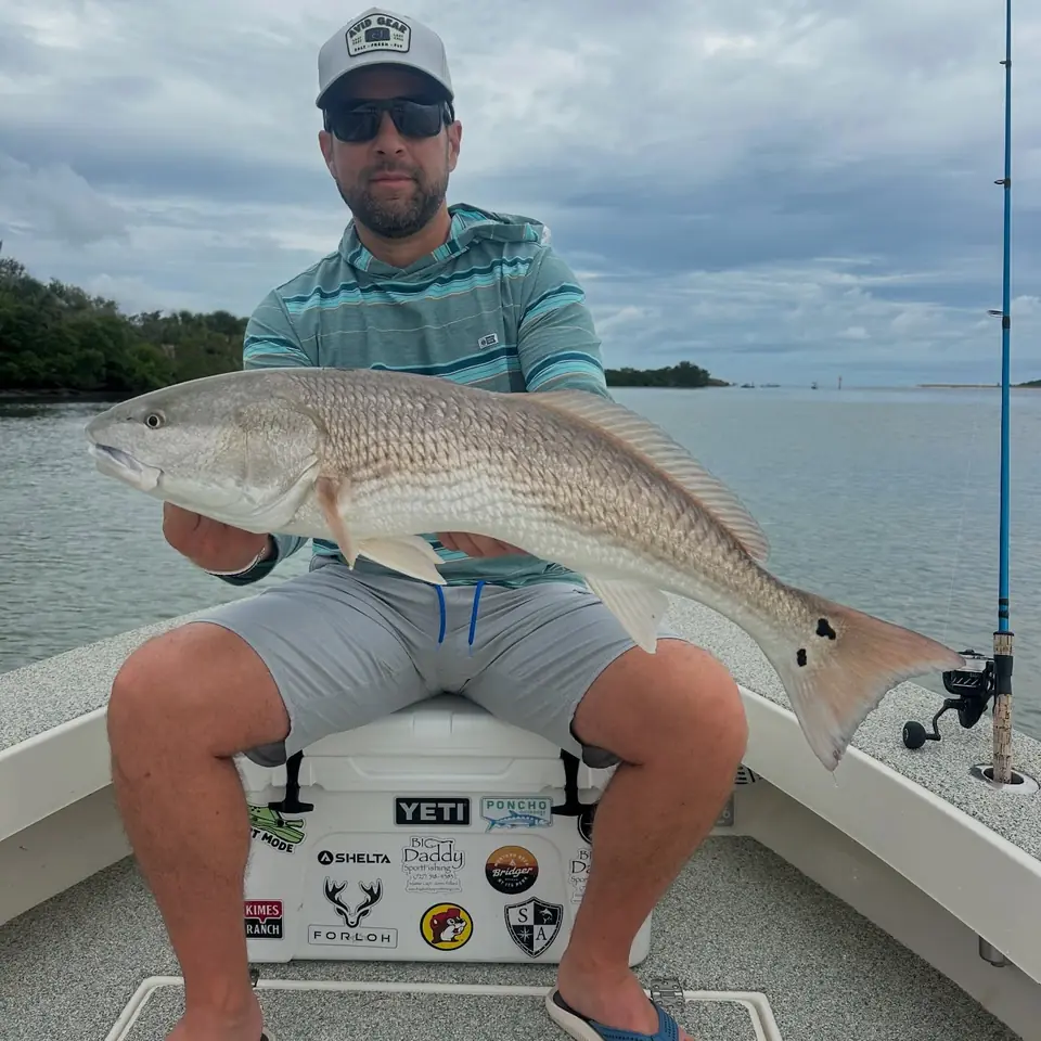 Angler holding a redfish aboard a Big Daddy Sportfishing charter near St. Petersburg, Florida.
