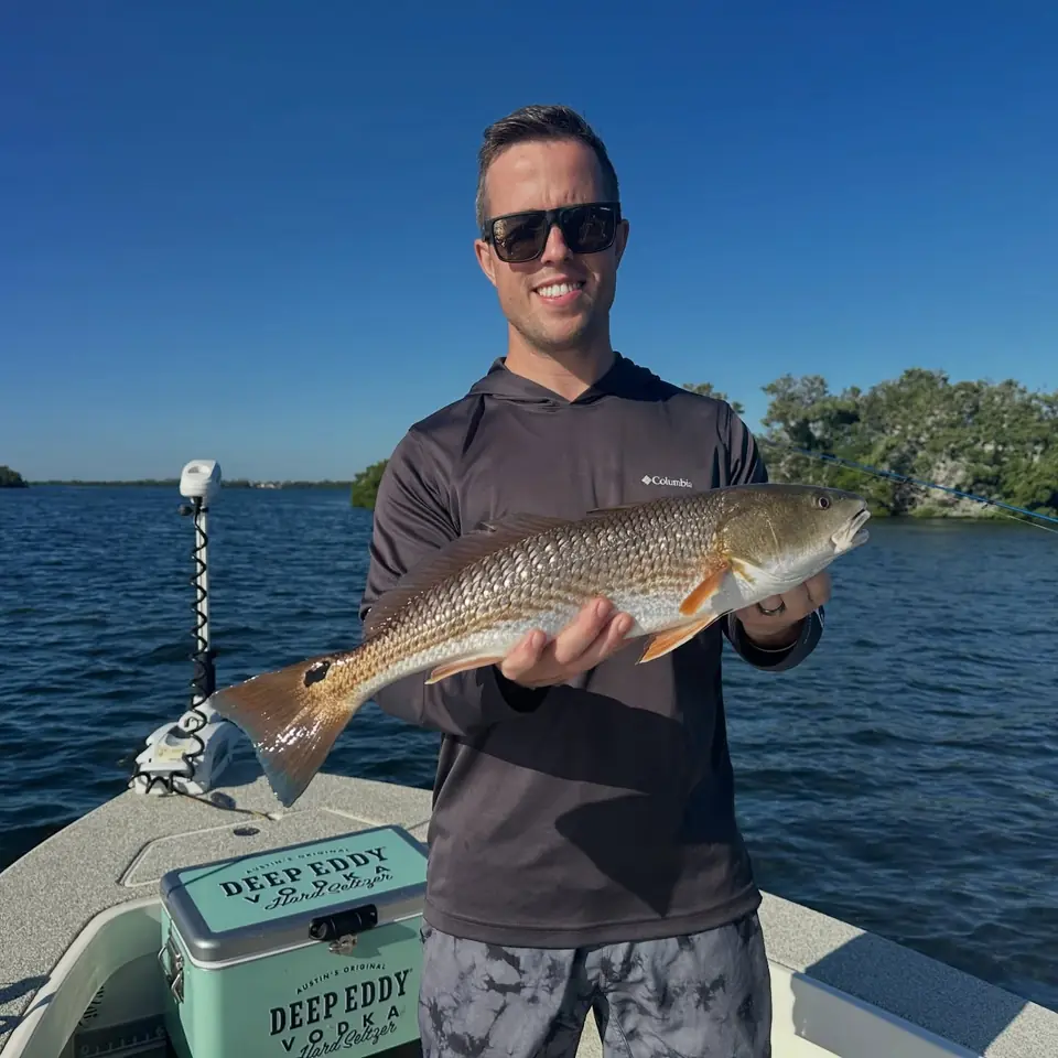 Angler holding a redfish caught on an inshore fishing charter near St. Petersburg, Florida.