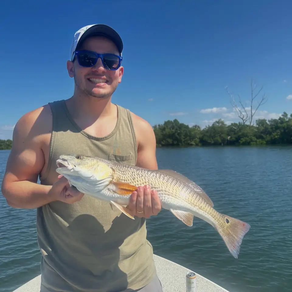 Angler holding a redfish caught inshore in Tampa Bay with Big Daddy Sportfishing.