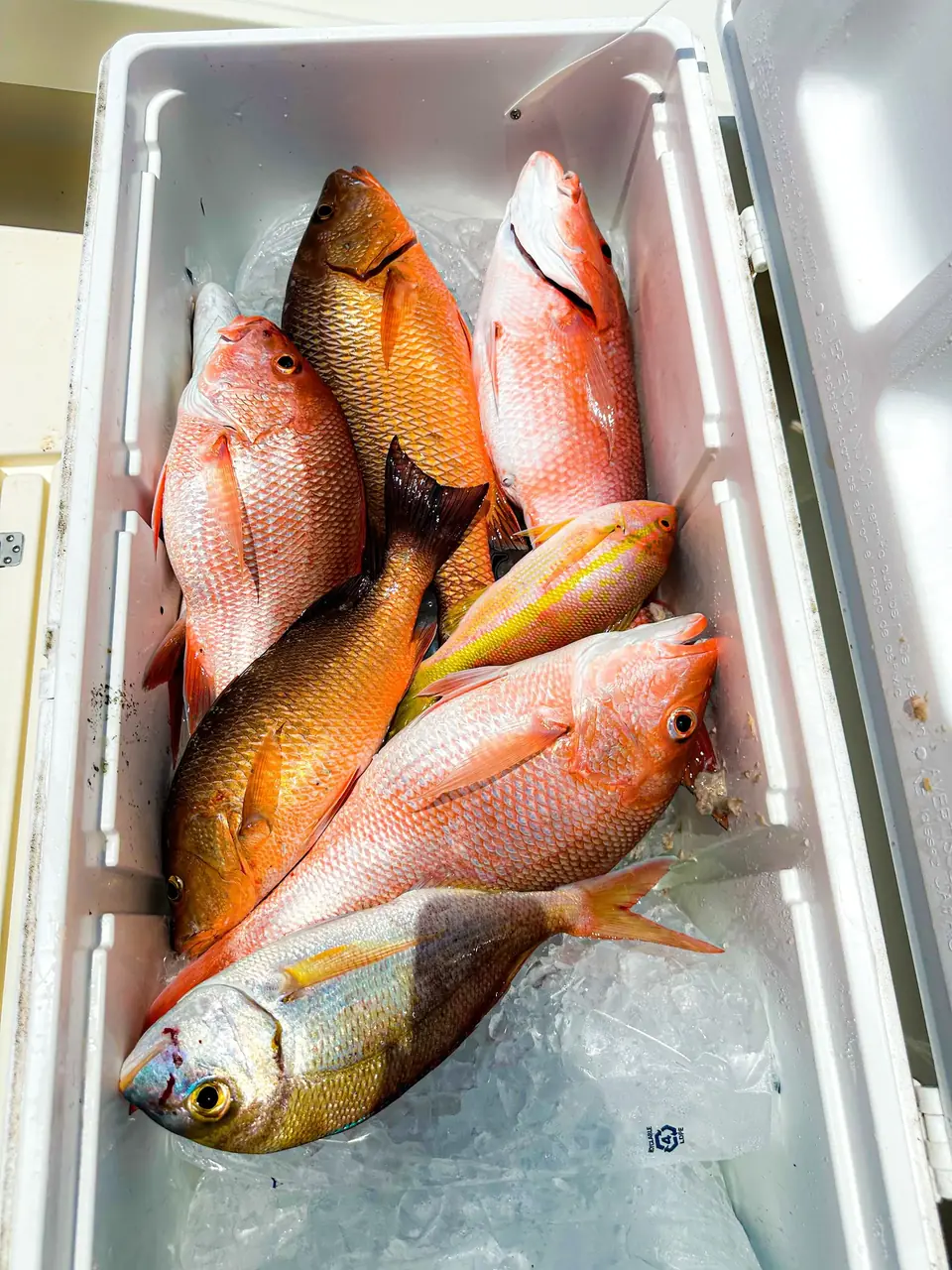 Cooler full of snapper from a nearshore fishing charter out of Tampa Bay