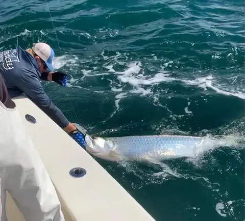 Angler bringing a tarpon boatside nearshore in Tampa Bay